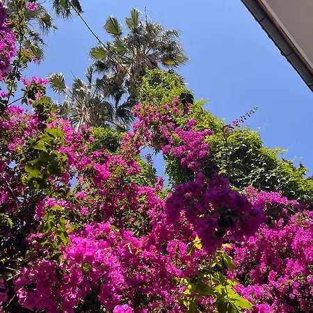 Bed & Breakfast Palma Rosa Camyuva