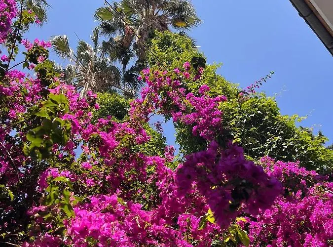 Alojamento de Acomodação e Pequeno-almoço Palma Rosa Çamyuva